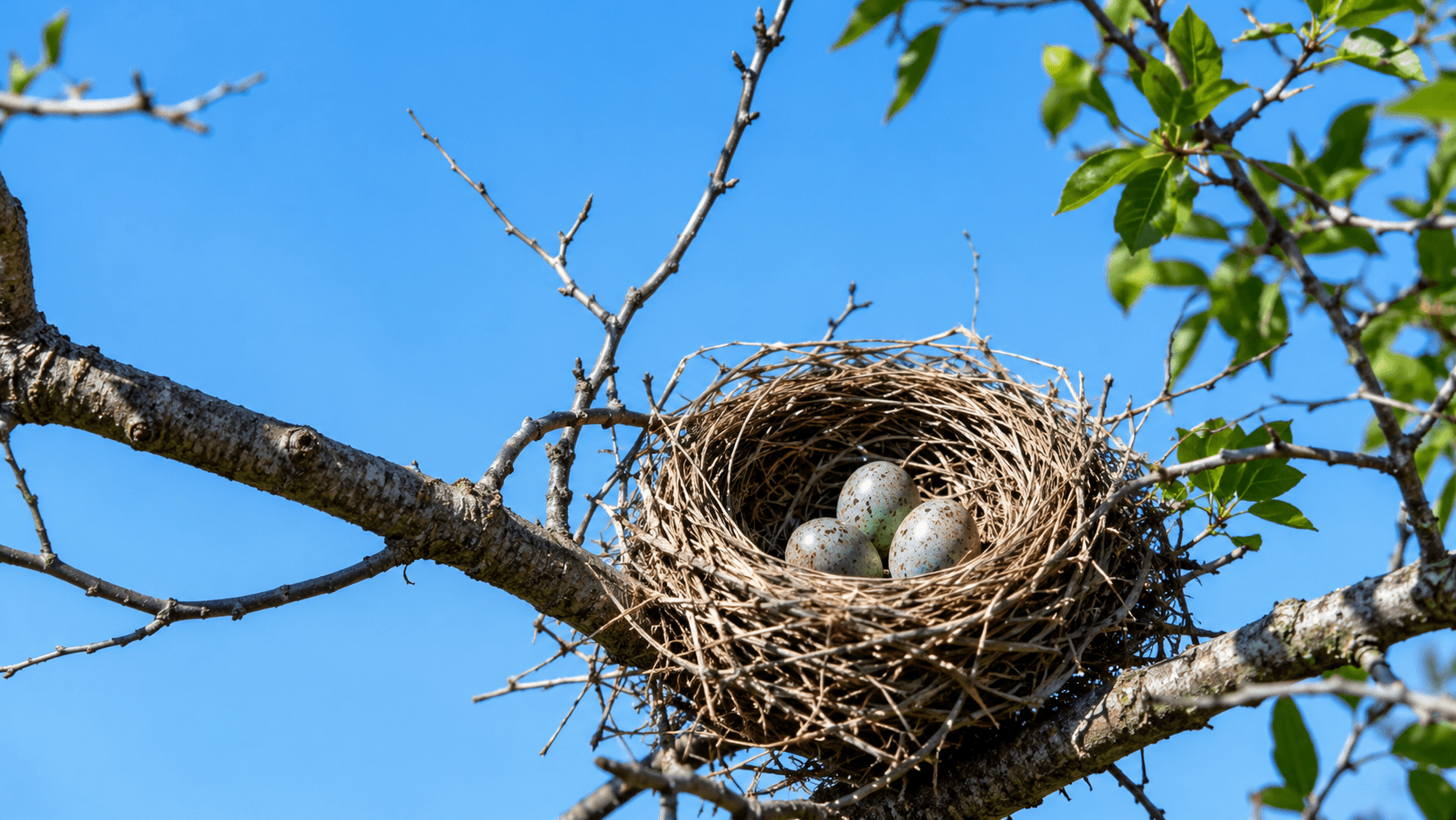 Ecology & Behavioural Biology