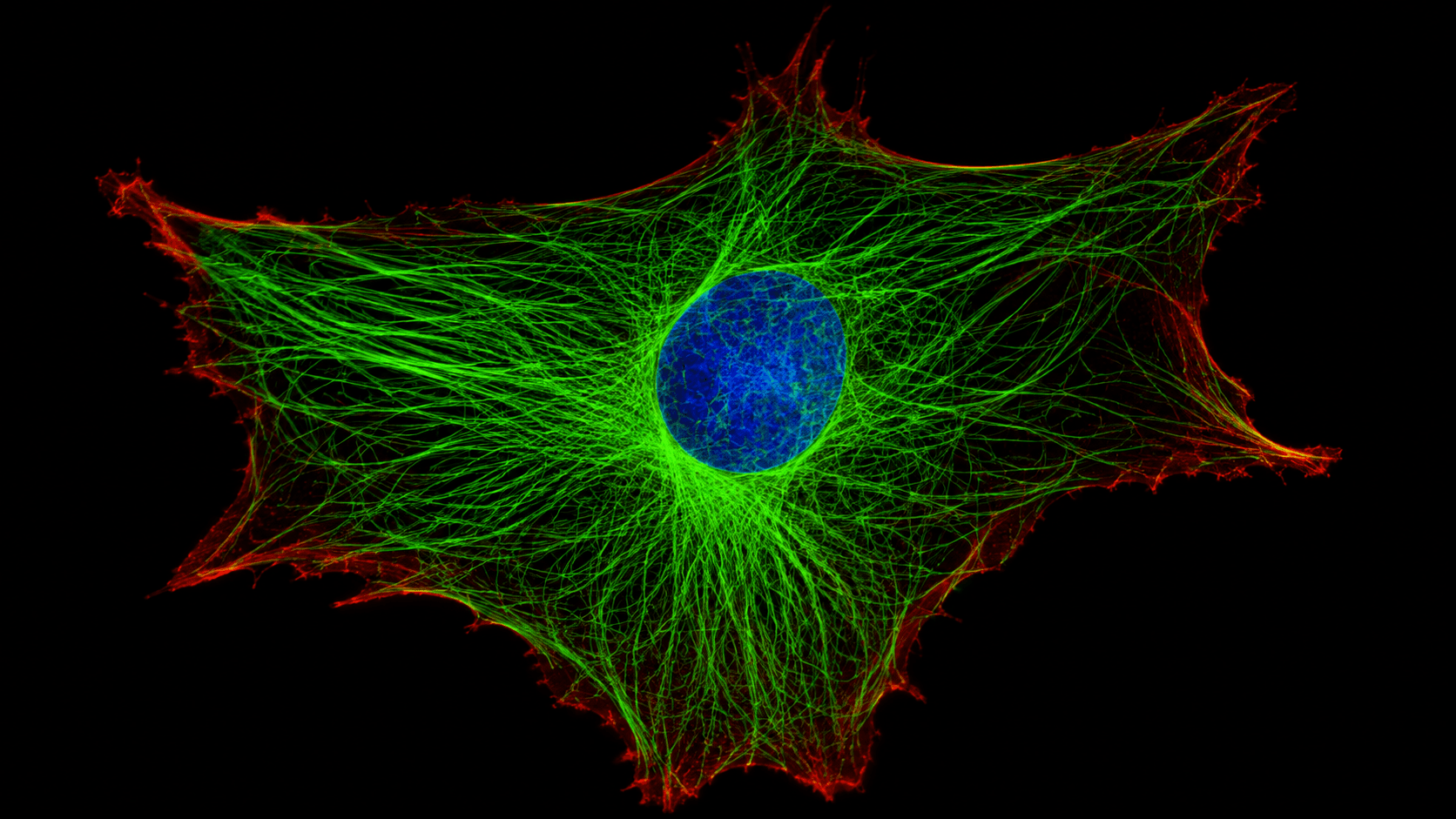 Cellular Organization