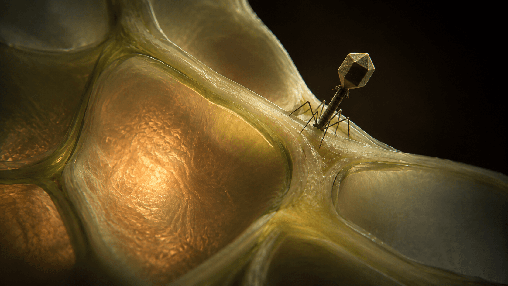Cell Communication & Cell Signaling
