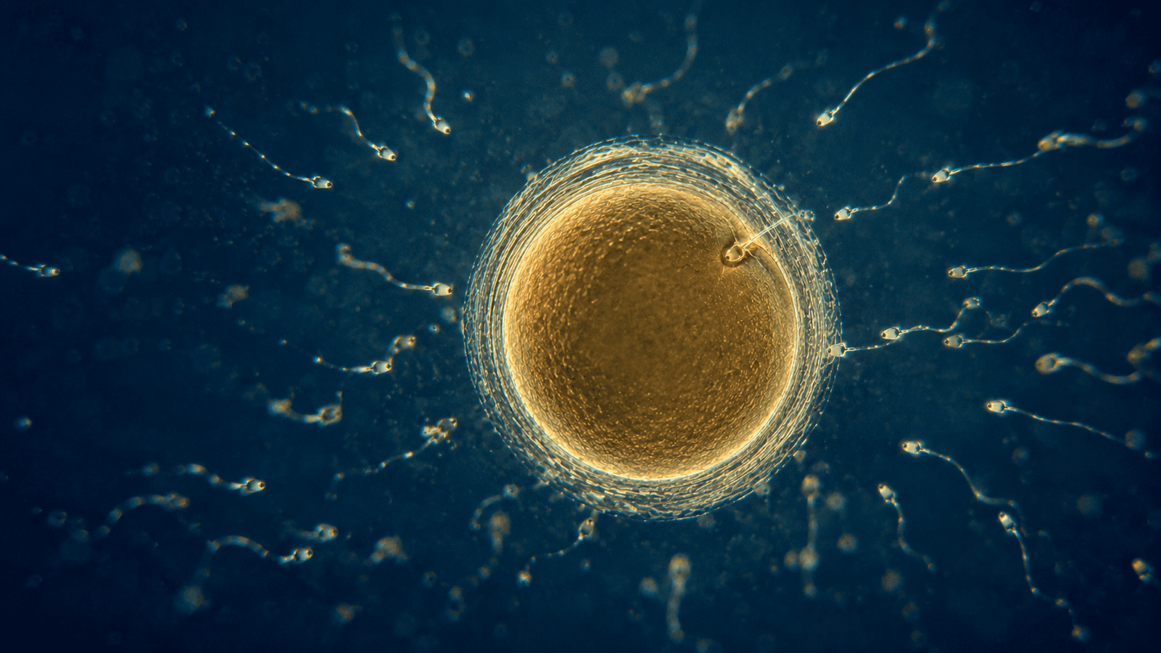 Developmental Biology