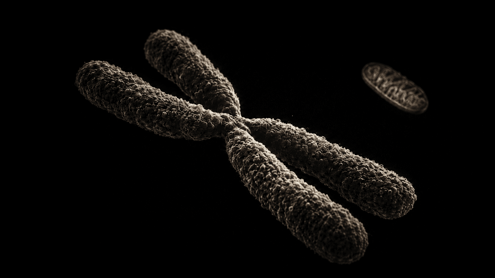 Inheritance Biology